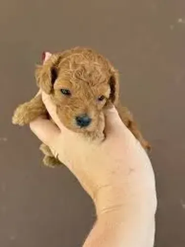 Poodle Toy
