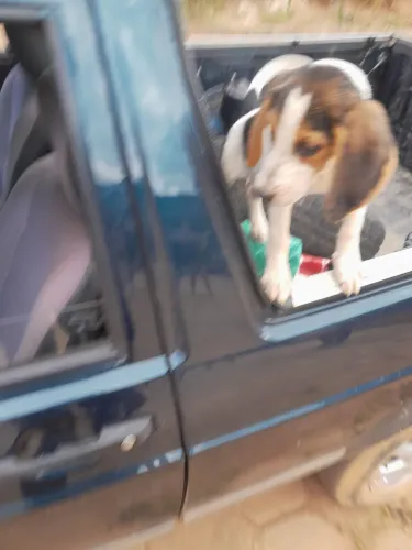 Cães