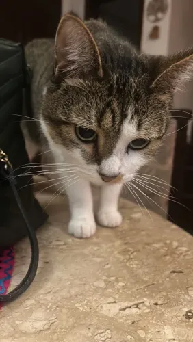 Gata castrada para adoção apenas lares com tela sem acesso à rua