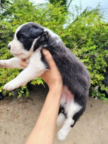 Filhote de Border Collie com pedigree 