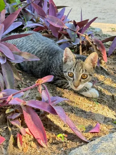 Gatinhos filhotes para adoção responsável