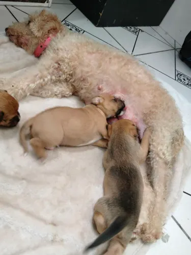 Doa-se filhotes de poodle e viralata