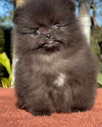 Lulu da Pomerania black parcelamos até 18  