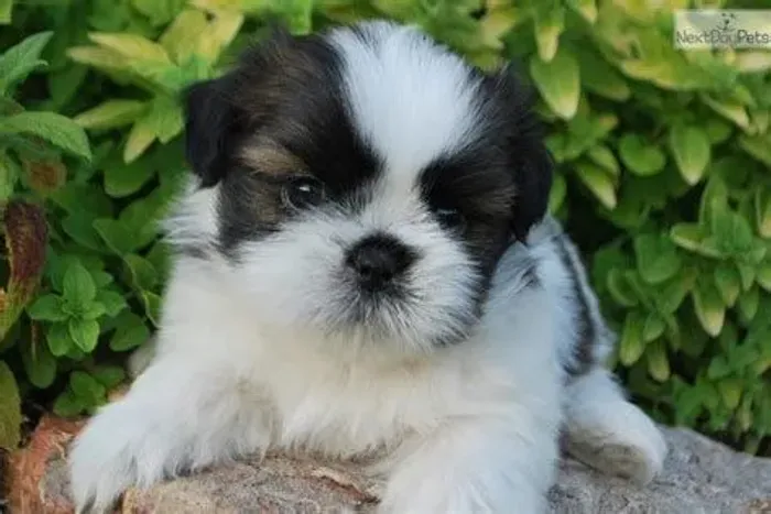 Linda filhote de shih tzu femea 