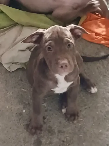 ? Pitbull à venda!<br>? Valor: R$ 450,00<br>? Interessados, chamar no particular.