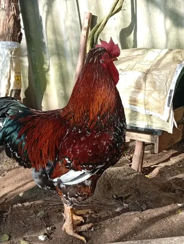 Galo GSb lindo