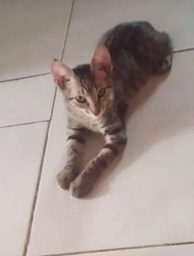 Doação filhotes de 3 meses