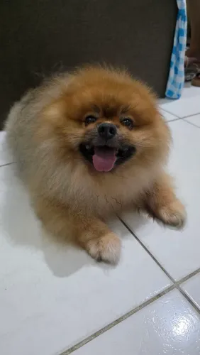 Adoção Responsável - Lulu da Pomerânia 