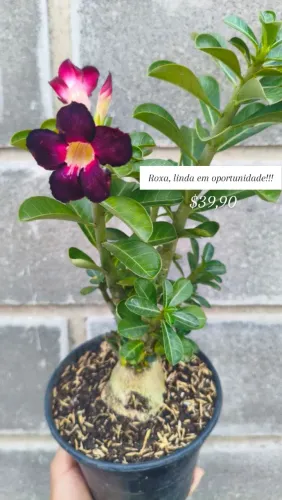 Rosa do deserto - flor exótica escura