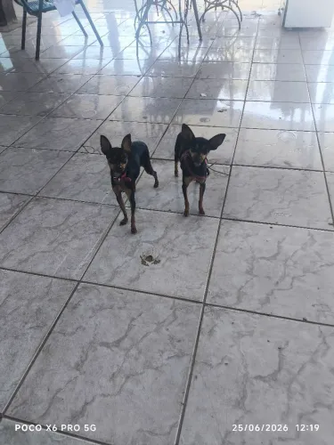 Pinscher