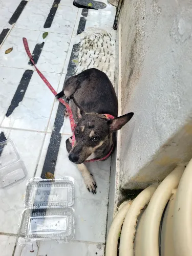 cachorrinha abandonada 