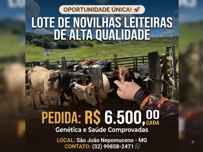 Novilhas