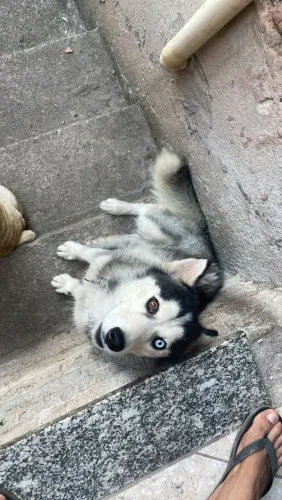 Husky siberiano 11 meses fêmea