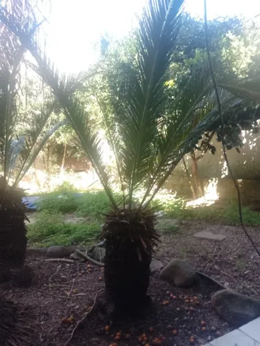 Planta Ciça de um metro 