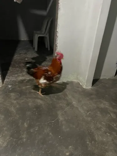 Frango GSB PRA VENDER OU TROCA