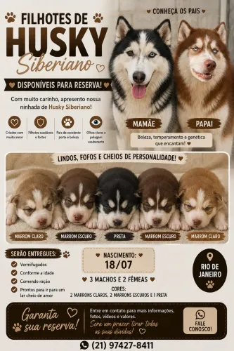 Filhotes de husky siberiano