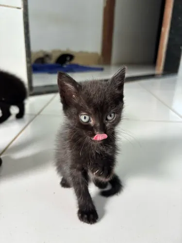 Gatinho para doação 