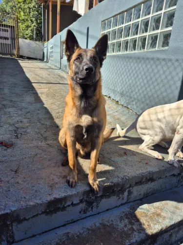 Pastor Belga Malinois macho disponível