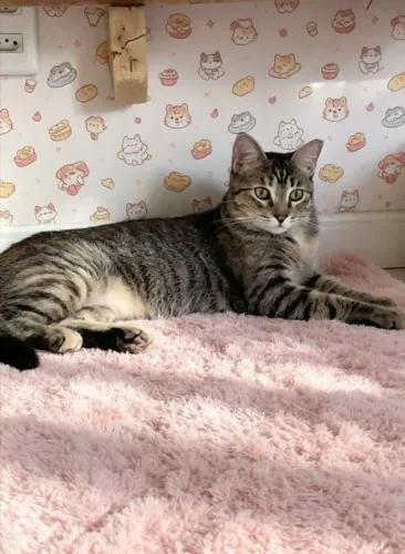 Gatinha adoção responsável 