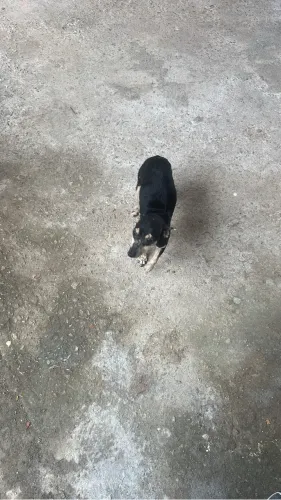 Cachorro pinche