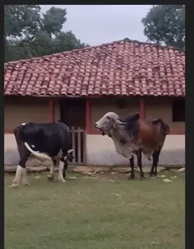 Venda de belo reprodutor , uma vaca e uma garrota