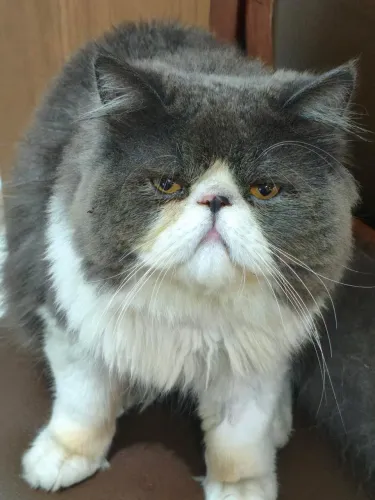Gato persa macho CASTRADO