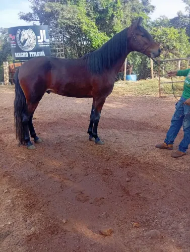 Cavalo picada