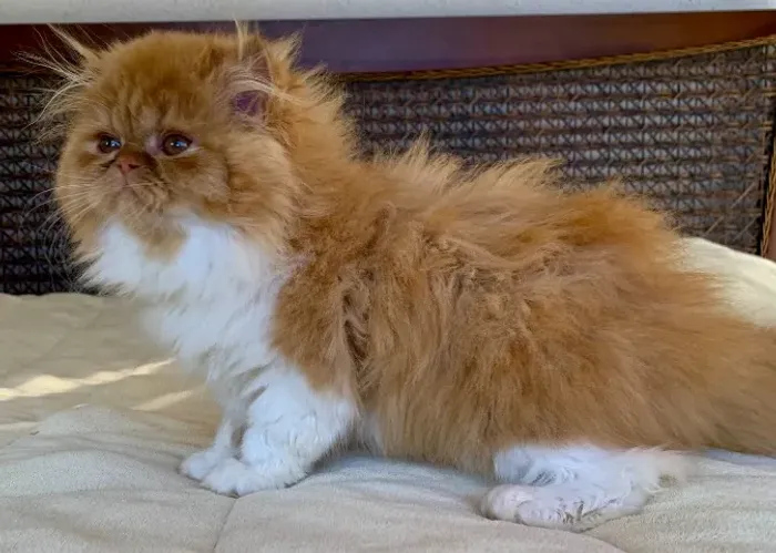 Top Show Persas Femèa Filhote Bicolor ,Extremadissima Pelos Longos C/80 Dias Super Linda.