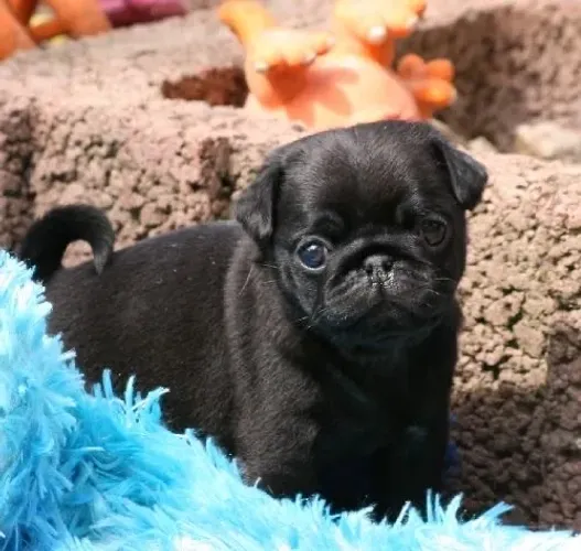 Pug - O Protetor Que Sua Família Merece 