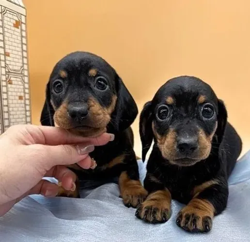 Bebezinho dachshund/teckel/basset/salsicha/cofap dócil e saudável
