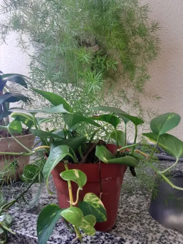 Plantas diversas
