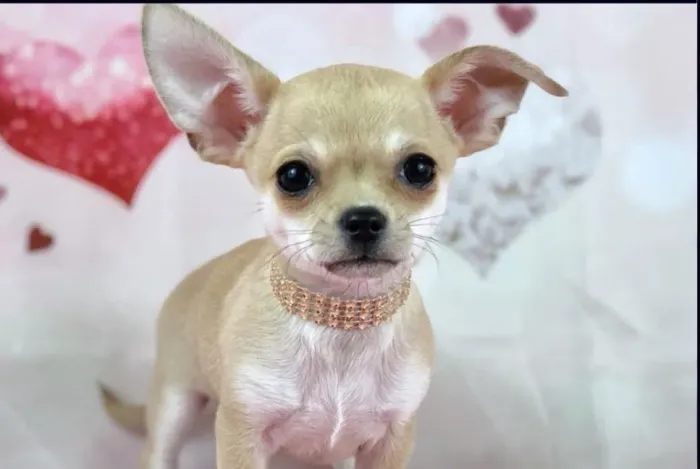 Chihuahua:Amor de colo