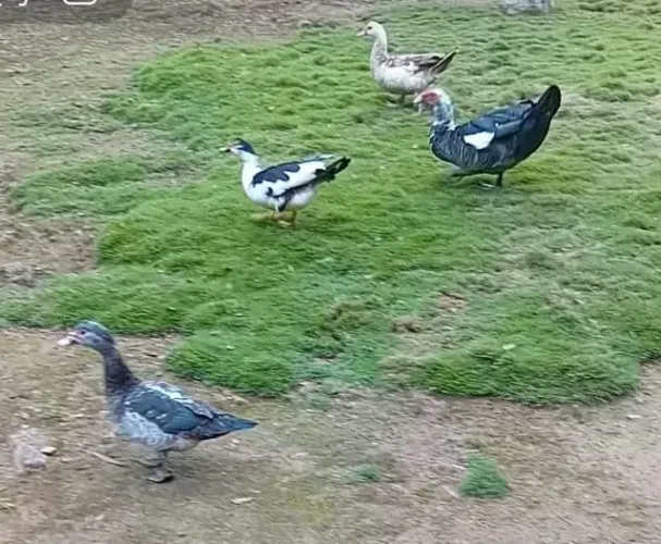 Patos