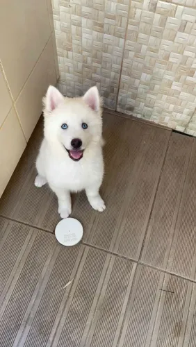 Husky Siberiano lindo machinho