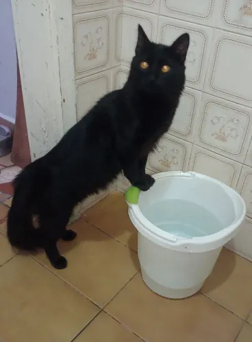 Doa se gatinho 6 meses