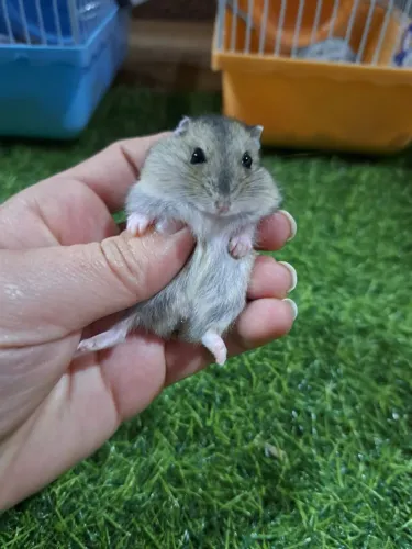 Hamster anão russo