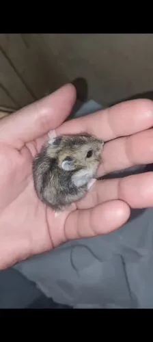 Hamster anao russo