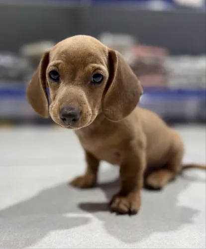 Filhote de Dachshund (Salsicha)
