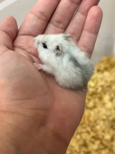 Filhotes - Hamster anão russo