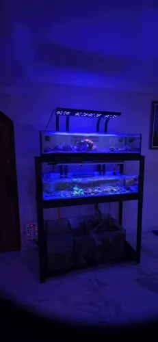 Vendo 2 aquários marinho com base em metalon