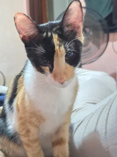 Doação gatinha