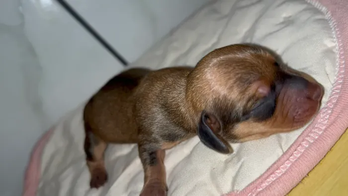 Filhote de Basset douch