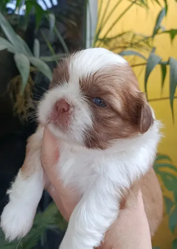 Shih tzu fígado com branco