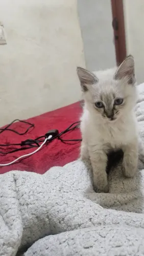 Gatos