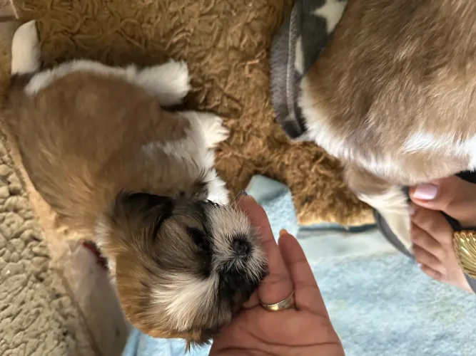 Shih Tzu