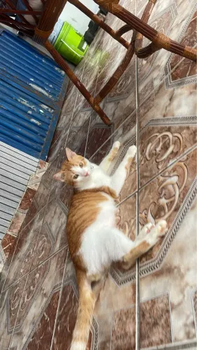 Doa-se gatos
