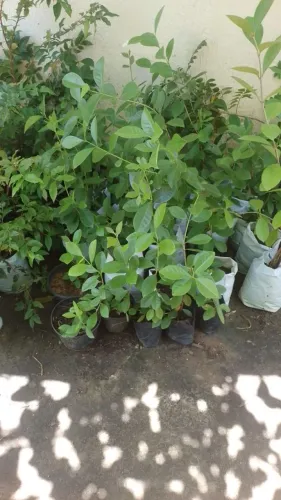 Plantas e C&A