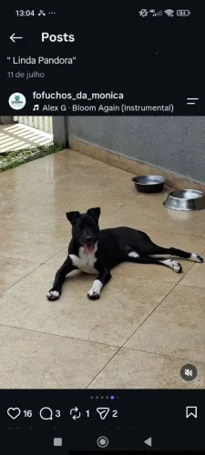 CACHORRA DOAÇÃO