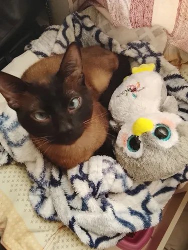 Gato birmanês