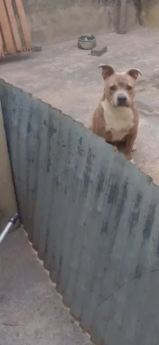 Doa se Pit Bull